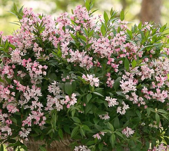 Deutzia rosea Yuki Cherry Blossom
